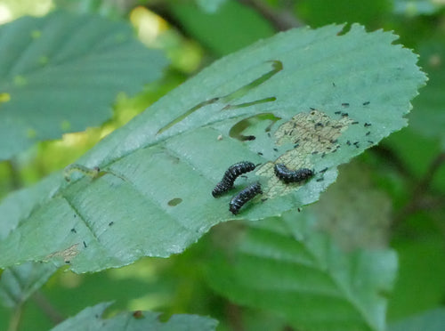 Coléoptère bleu de l'aulne — Bild 3