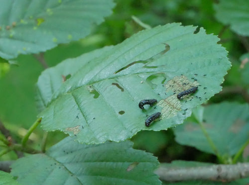 Coléoptère bleu de l'aulne — Bild 2