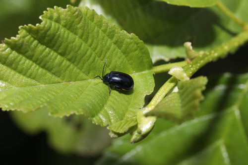 Coléoptère bleu de l'aulne — Bild 3