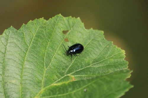 Coléoptère bleu de l'aulne — Bild 5