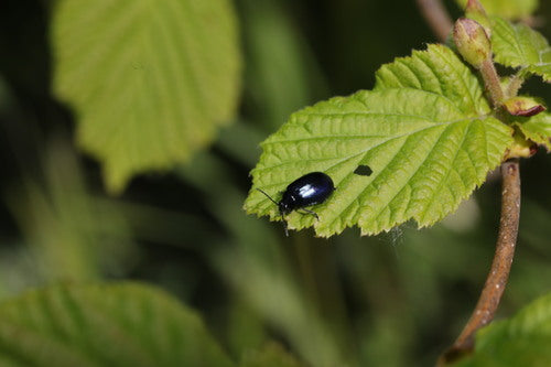 Coléoptère bleu de l'aulne — Bild 5