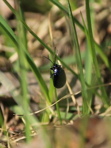 Coléoptère bleu de l'aulne — Bild 4