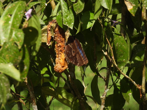 Papillon morpho bleu — Bild 5