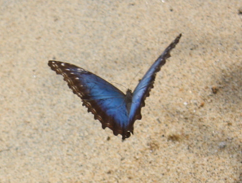 Papillon morpho bleu — Bild 4
