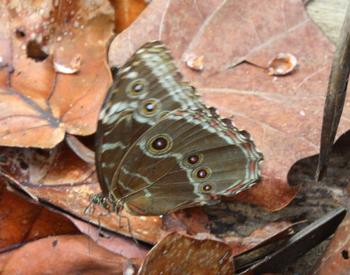 Papillon morpho bleu — Bild 3