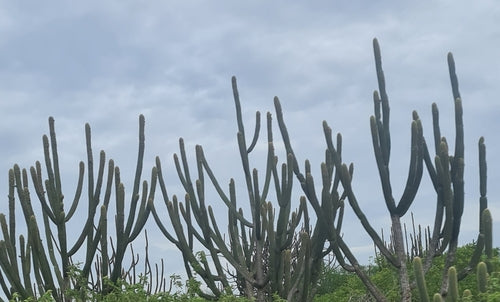Cactus colonnaire bleu — photo 2 sur 2