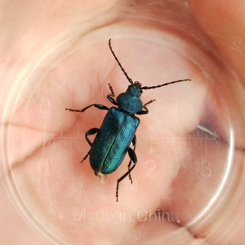 Buck disque bleu — Bild 5