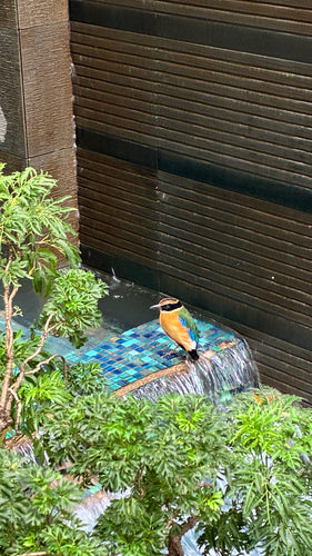 Pitta à ailes bleues — Bild 1