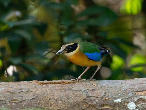 Pitta à ailes bleues — photo 2 sur 4