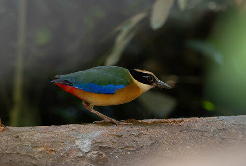 Pitta à ailes bleues — photo 1 sur 4
