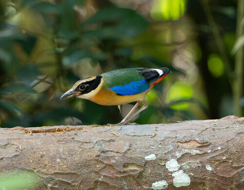 Pitta à ailes bleues — photo 3 sur 4