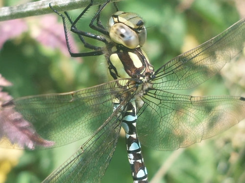 Jeune fille en mosaïque bleu-vert — Bild 5