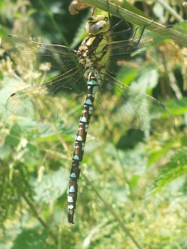 Jeune fille en mosaïque bleu-vert — Bild 3