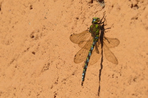 Jeune fille en mosaïque bleu-vert — Bild 2