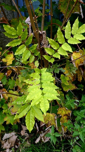 Glycine — photo 3 sur 8