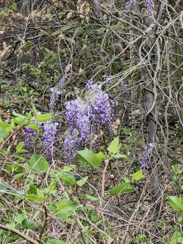 Glycine — Bild 1