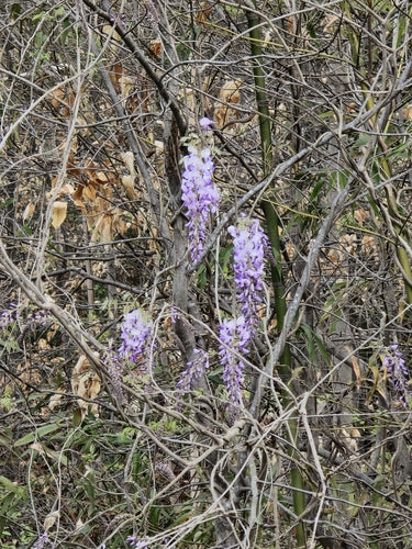Glycine — photo 1 sur 8
