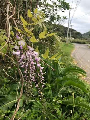 Glycine — Bild 2