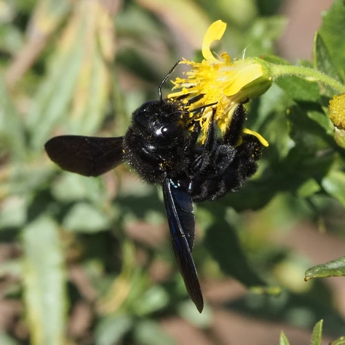 Abeille charpentière bleu-noir — Bild 2