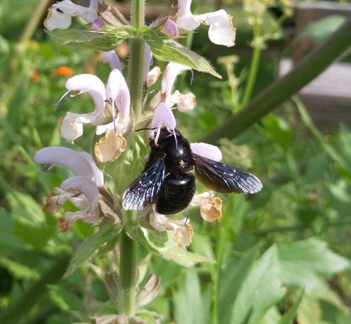 Abeille charpentière bleu-noir — Bild 5