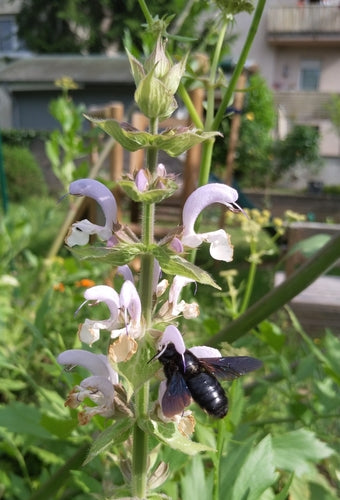 Abeille charpentière bleu-noir — Bild 4