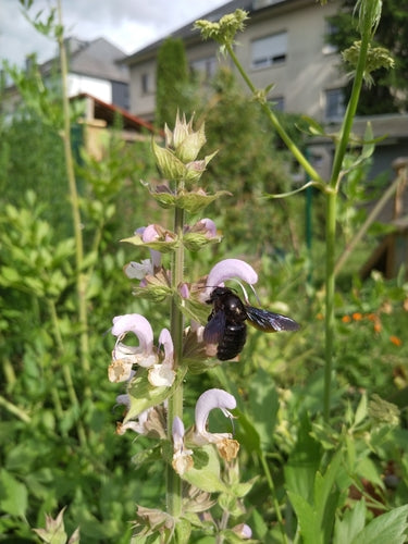 Abeille charpentière bleu-noir — Bild 3