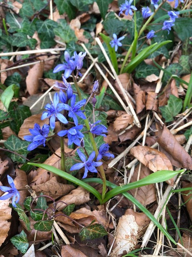 Étoile bleue — Bild 5