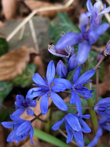 Étoile bleue — Bild 4