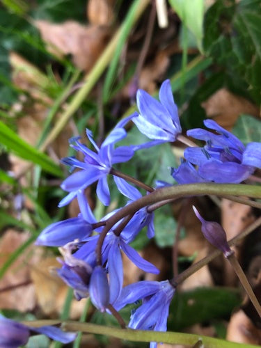 Étoile bleue — Bild 3