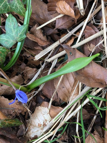 Étoile bleue — Bild 2