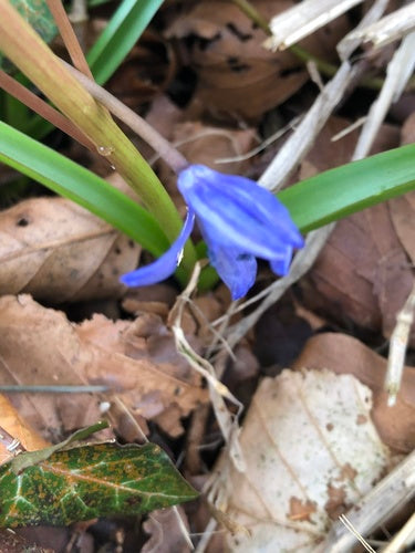 Étoile bleue — Bild 1
