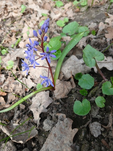 Étoile bleue — photo 5 sur 43