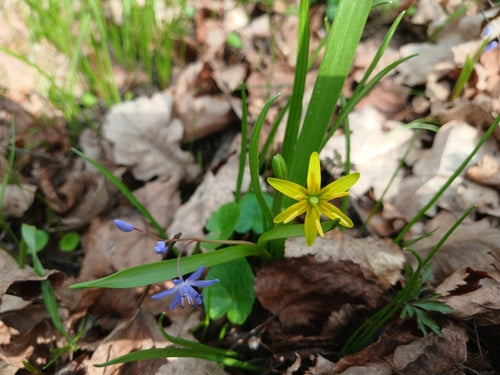 Étoile bleue — photo 4 sur 43
