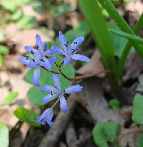 Étoile bleue — photo 3 sur 43