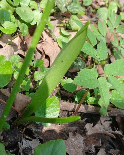 Étoile bleue — photo 2 sur 43