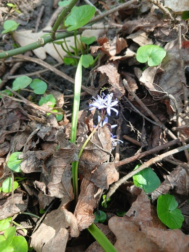 Étoile bleue — photo 1 sur 43