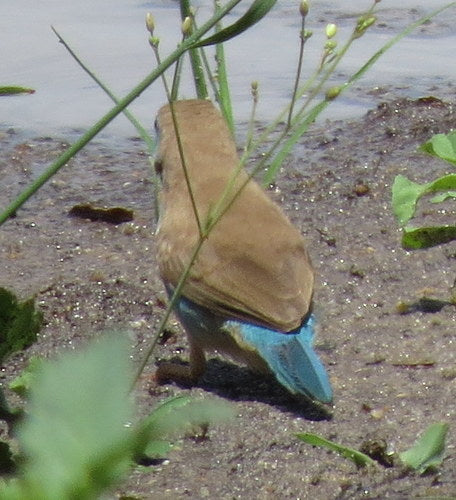 Diamant papillon à joues bleues — photo 5 sur 9