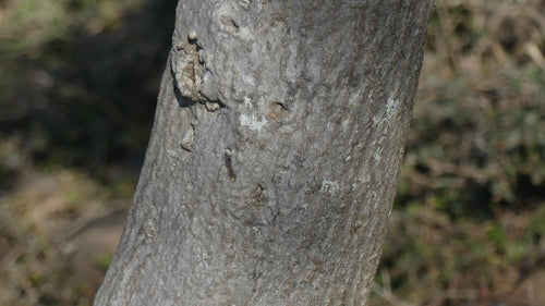 Arbre à crayons — Bild 4