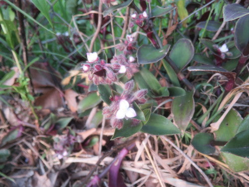 Fleur à trois maîtres de Blossfeld — Bild 2