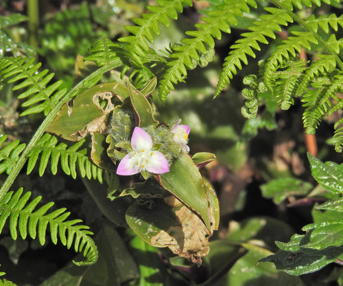 Fleur à trois maîtres de Blossfeld — Bild 1