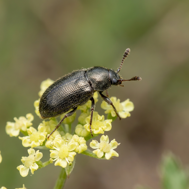 coléoptère des fleurs