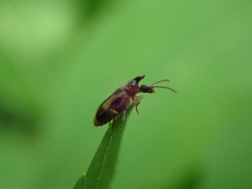 Coléoptère de la teigne des fleurs — Bild 5