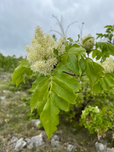 Frêne fleuri — Bild 2