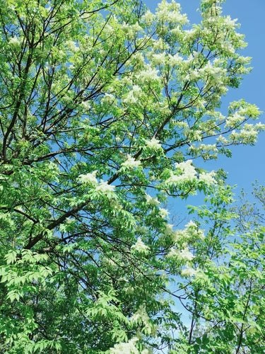 Frêne fleuri — Bild 4