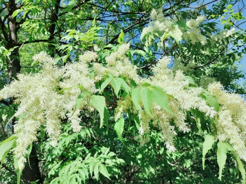 Frêne fleuri — Bild 3
