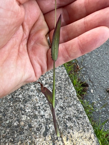 Millet sanguin — Bild 3