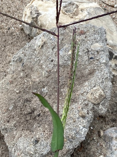Millet sanguin — Bild 2