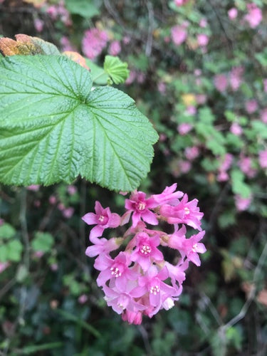 Groseille sanguine — Bild 4