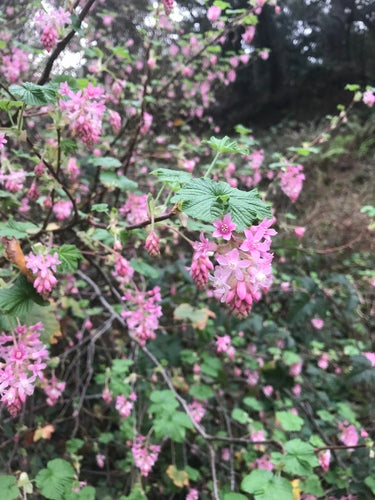 Groseille sanguine — Bild 5