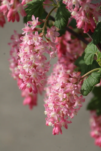 Groseille sanguine — Bild 5